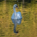 Tour Belgien Schwan-Tiere-Kopie